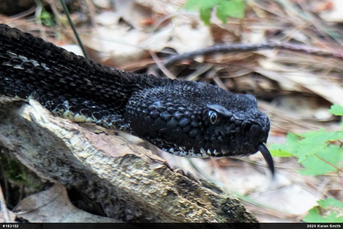 Timber Rattlesnake