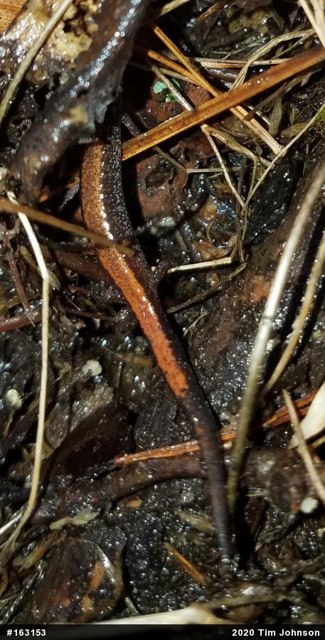 Eastern Red-backed  Salamander