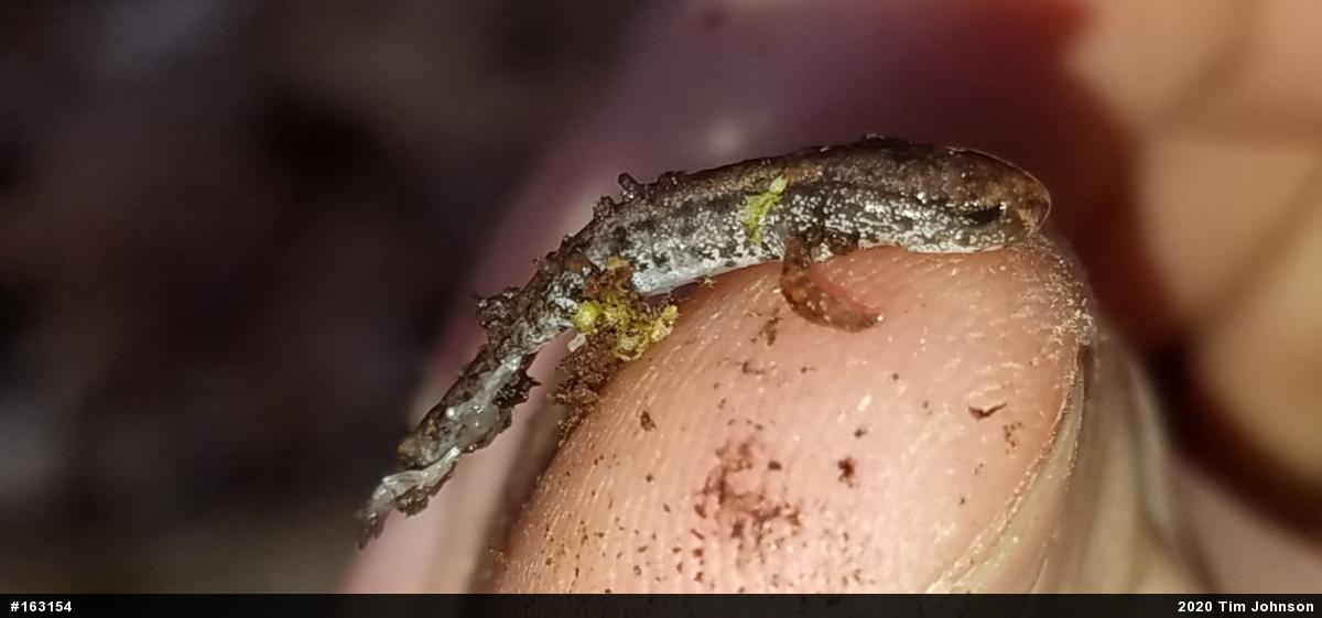 Four-toed Salamander