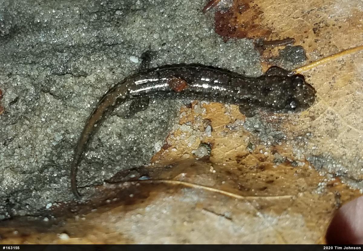 Northern Dusky Salamander