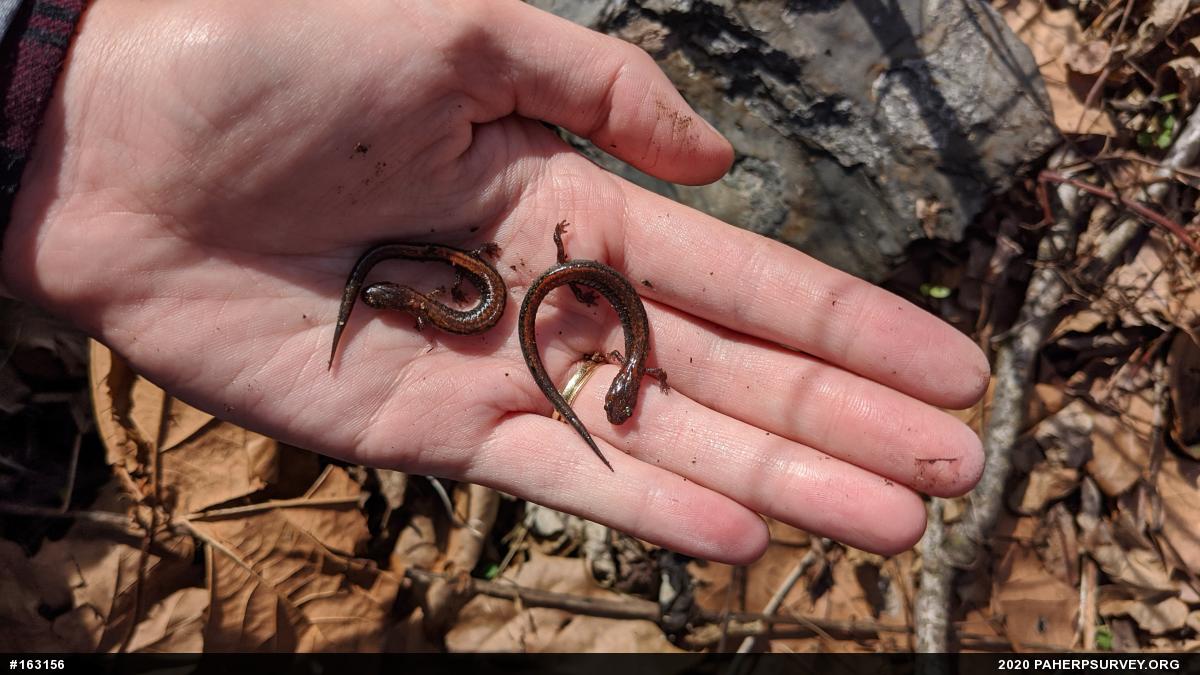 Eastern Red-backed  Salamander