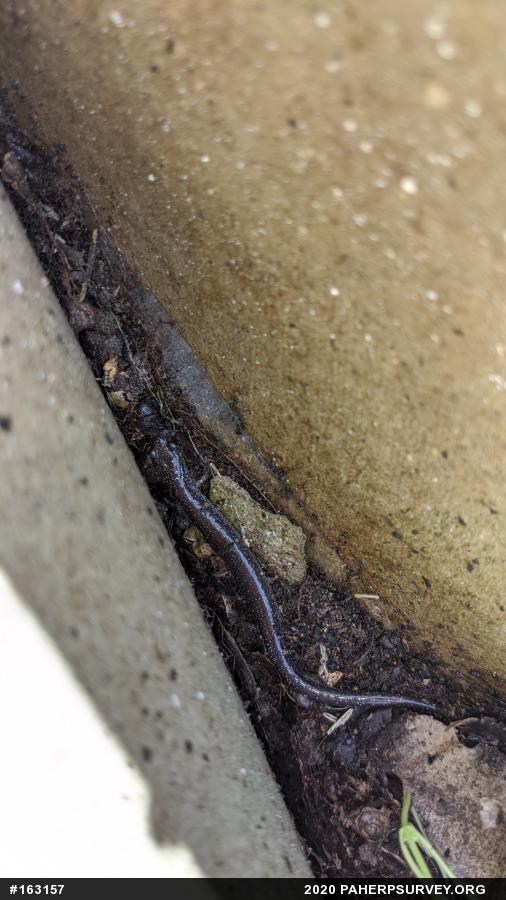 Eastern Red-backed  Salamander
