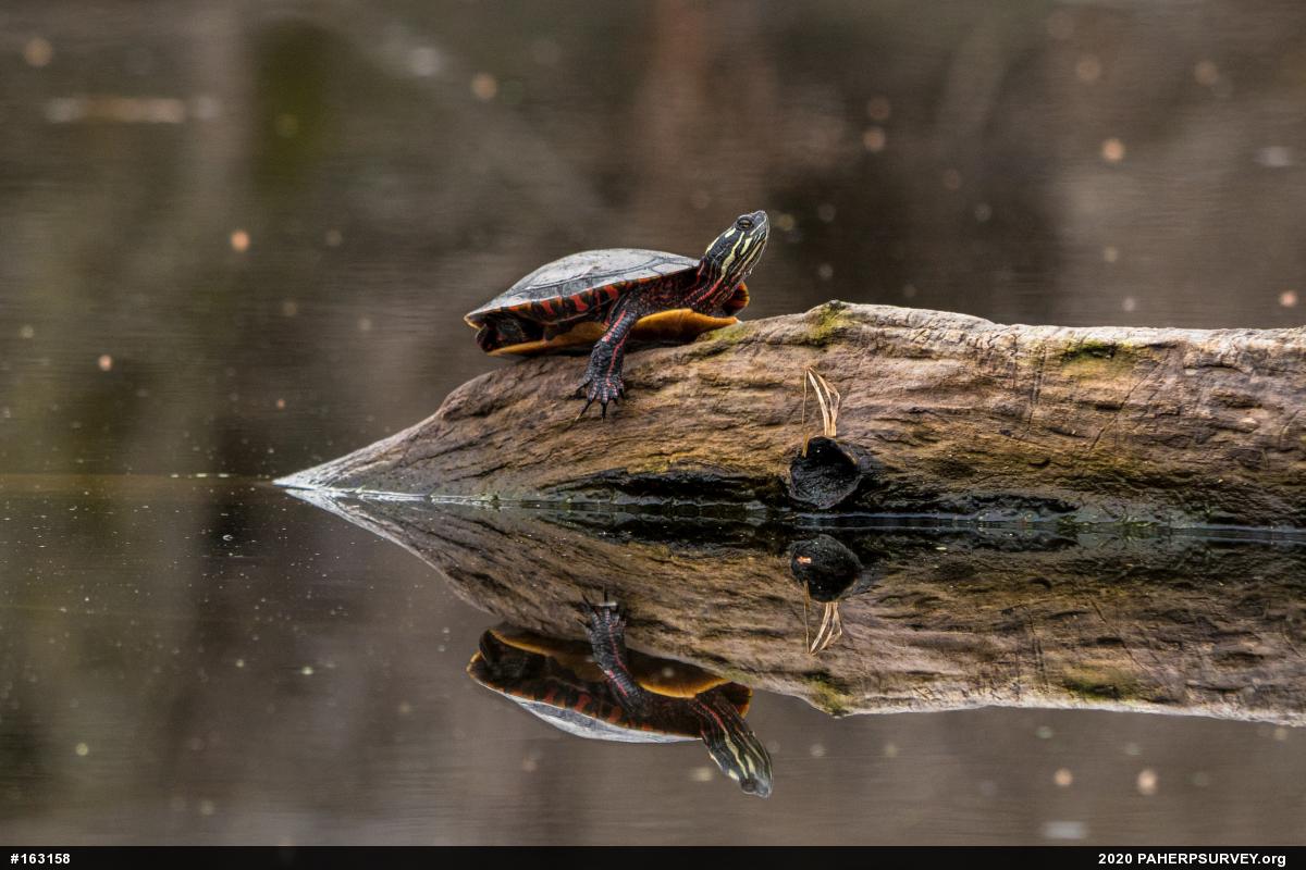 Painted Turtle