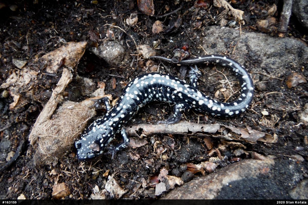 Northern Slimy Salamander