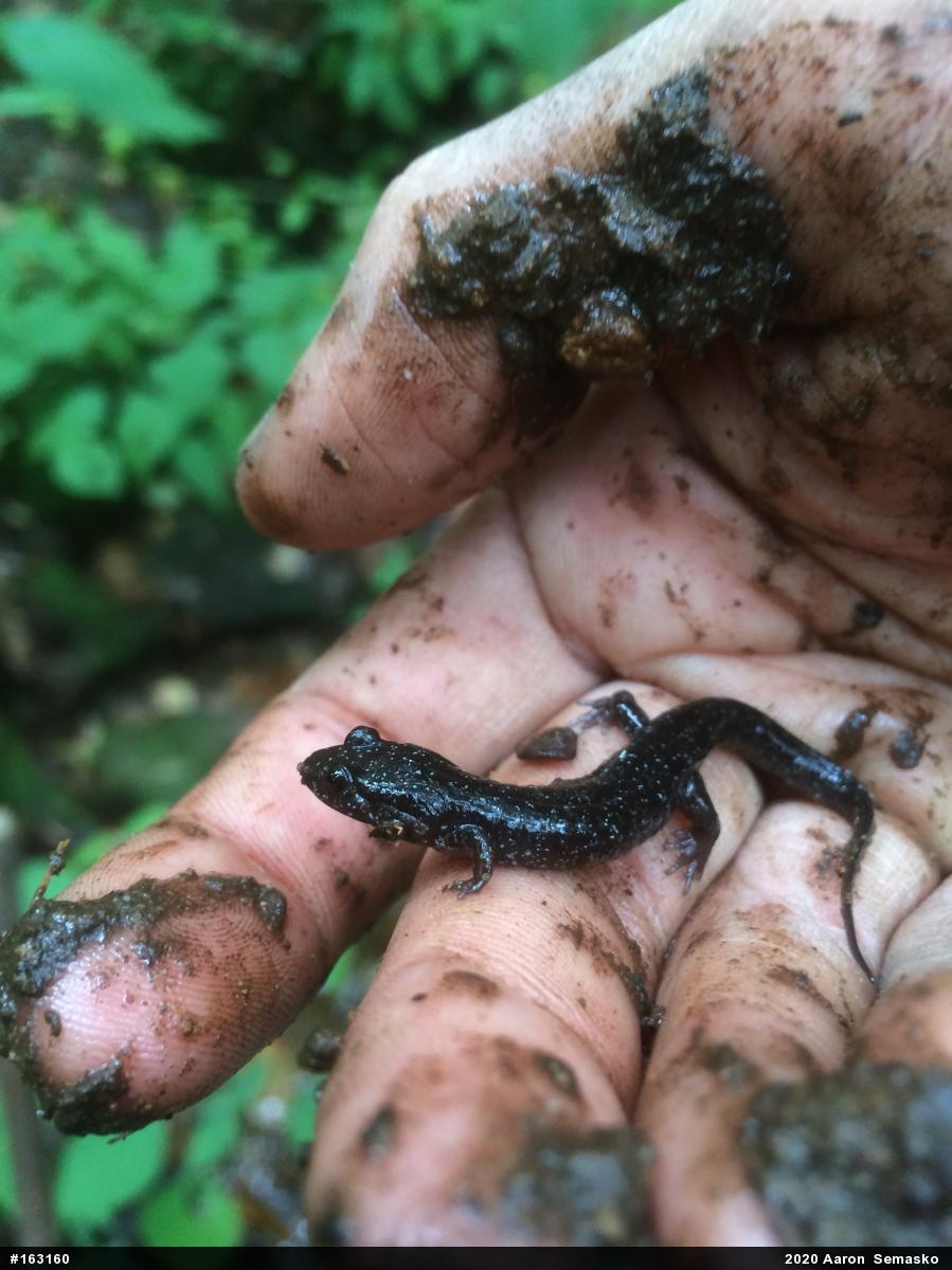 Northern Dusky Salamander