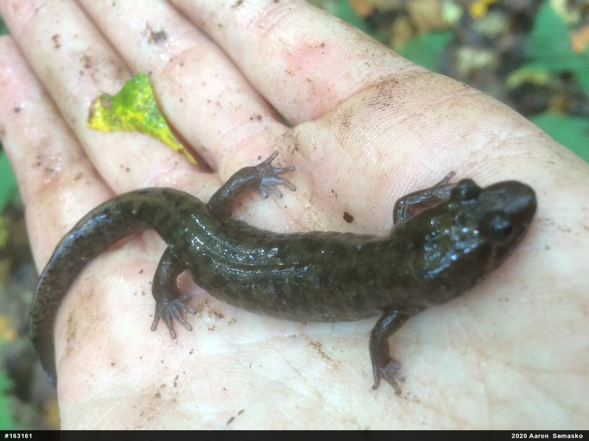 Seal Salamander