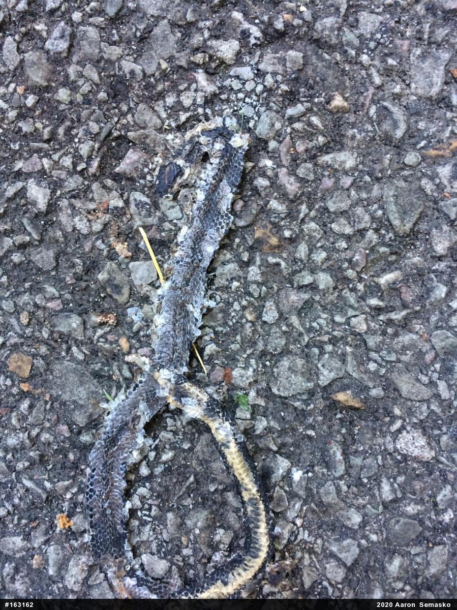Northern Ring-necked Snake