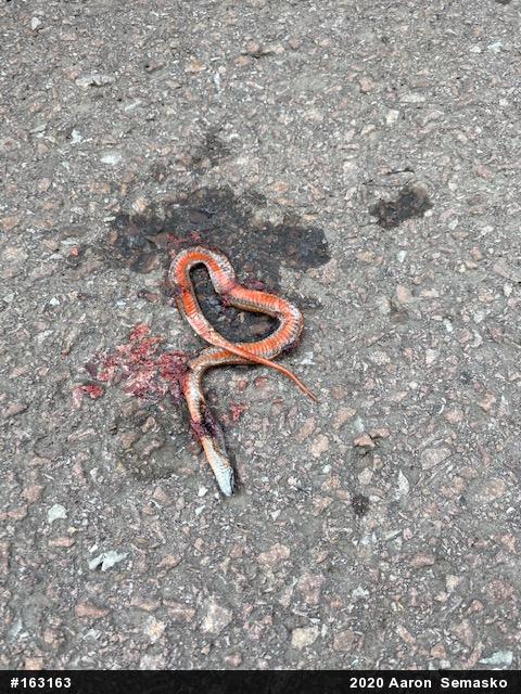 Red-bellied Snake