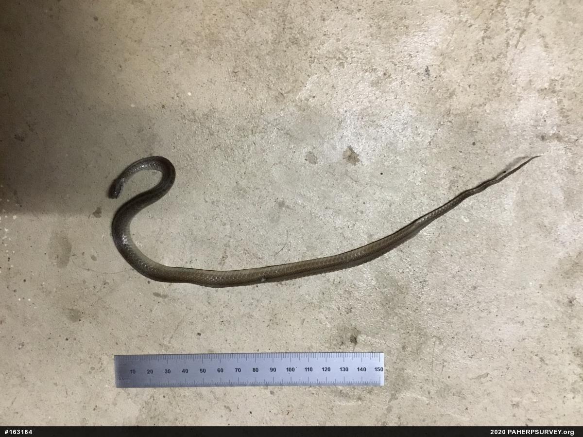 Dekay's Brownsnake