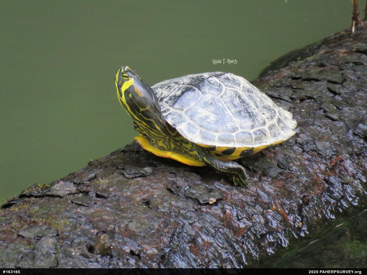 Yellow-bellied Slider