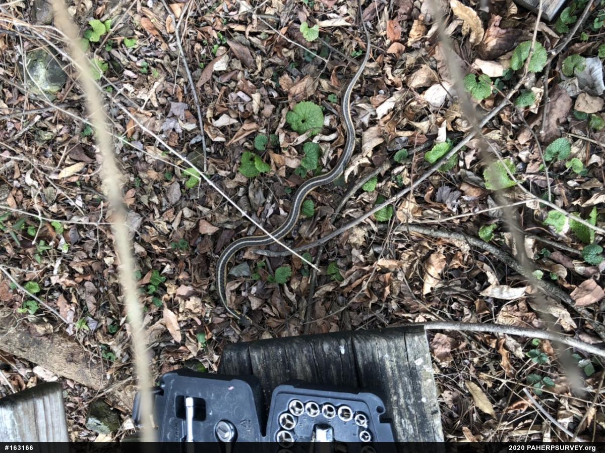 Eastern Gartersnake