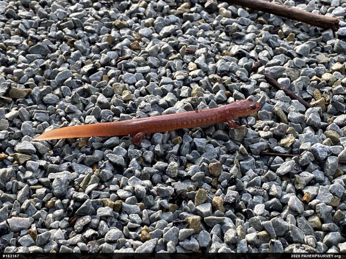 Northern Spring Salamander