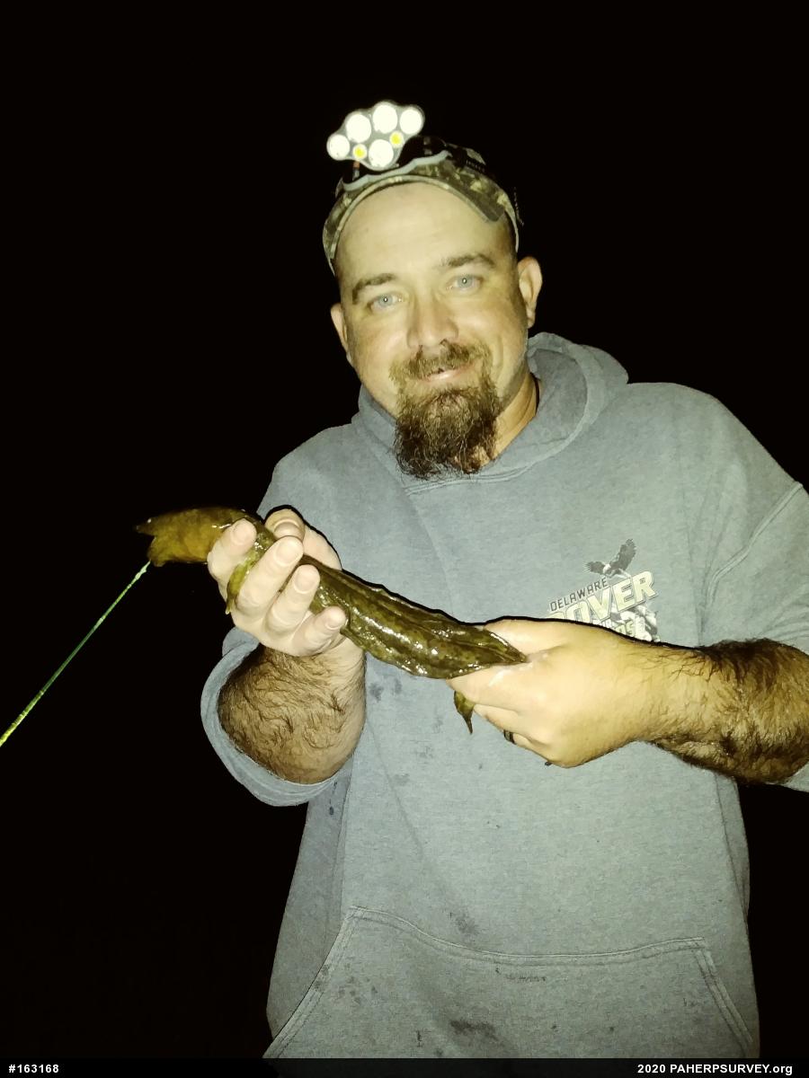 Eastern Hellbender