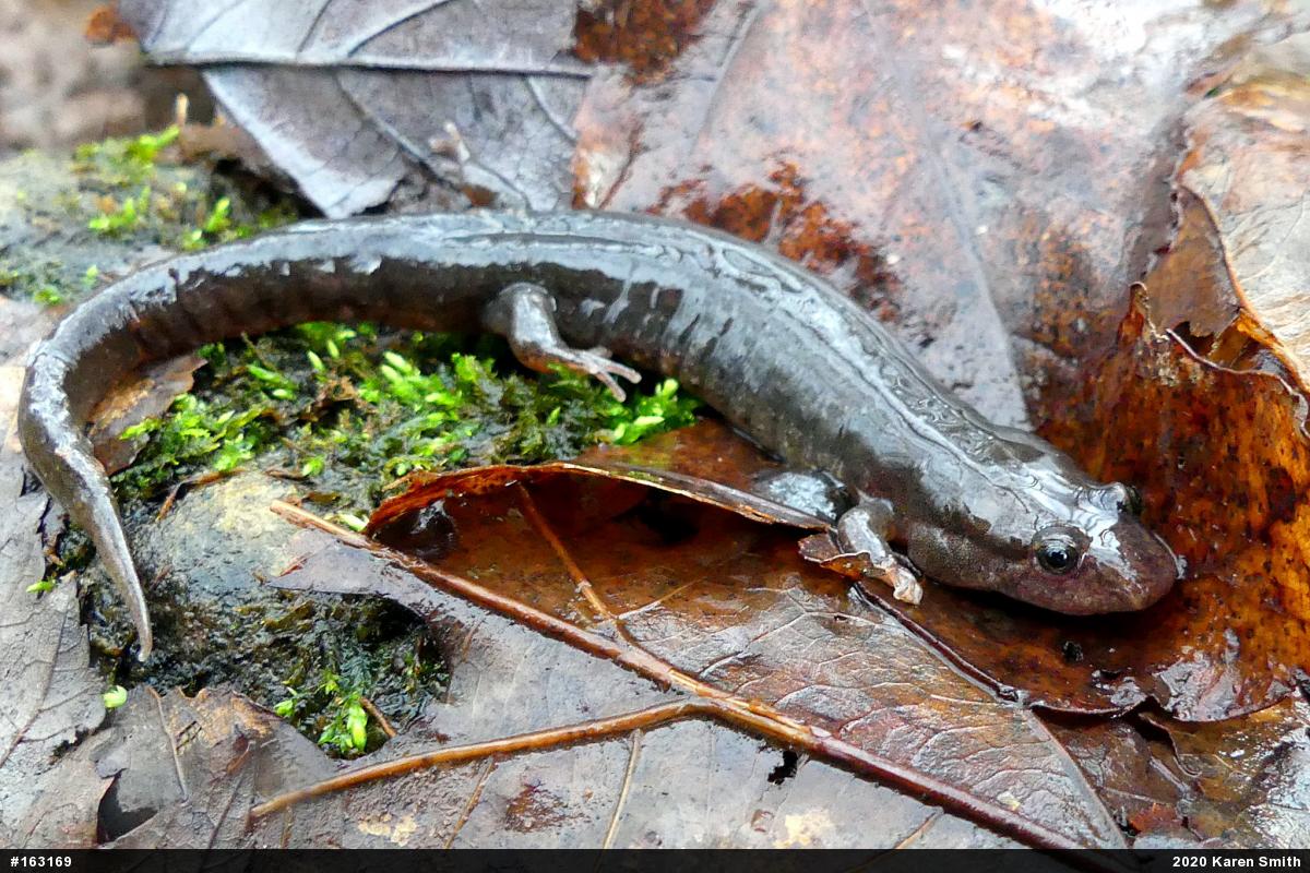 Northern Dusky Salamander