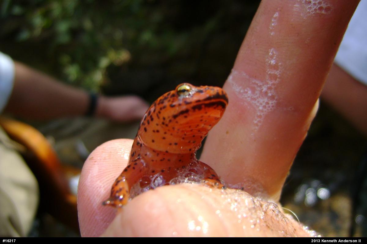 Northern Red Salamander