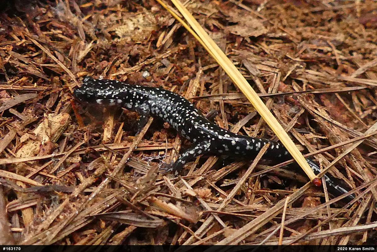Northern Slimy Salamander
