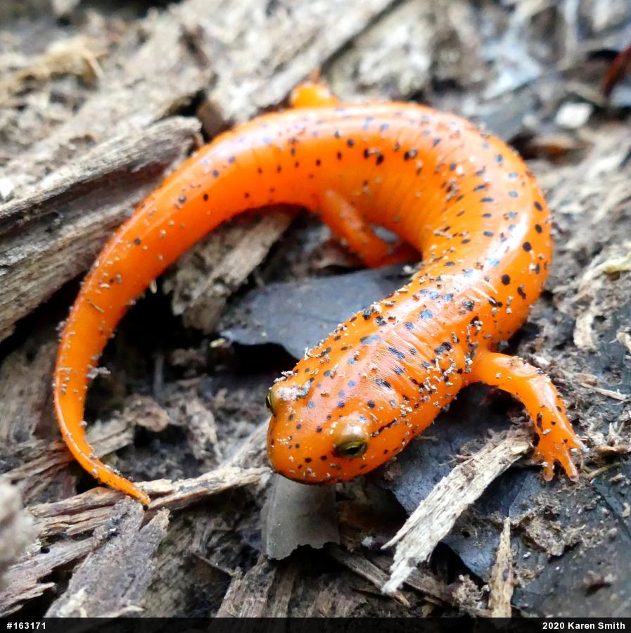 Northern Red Salamander