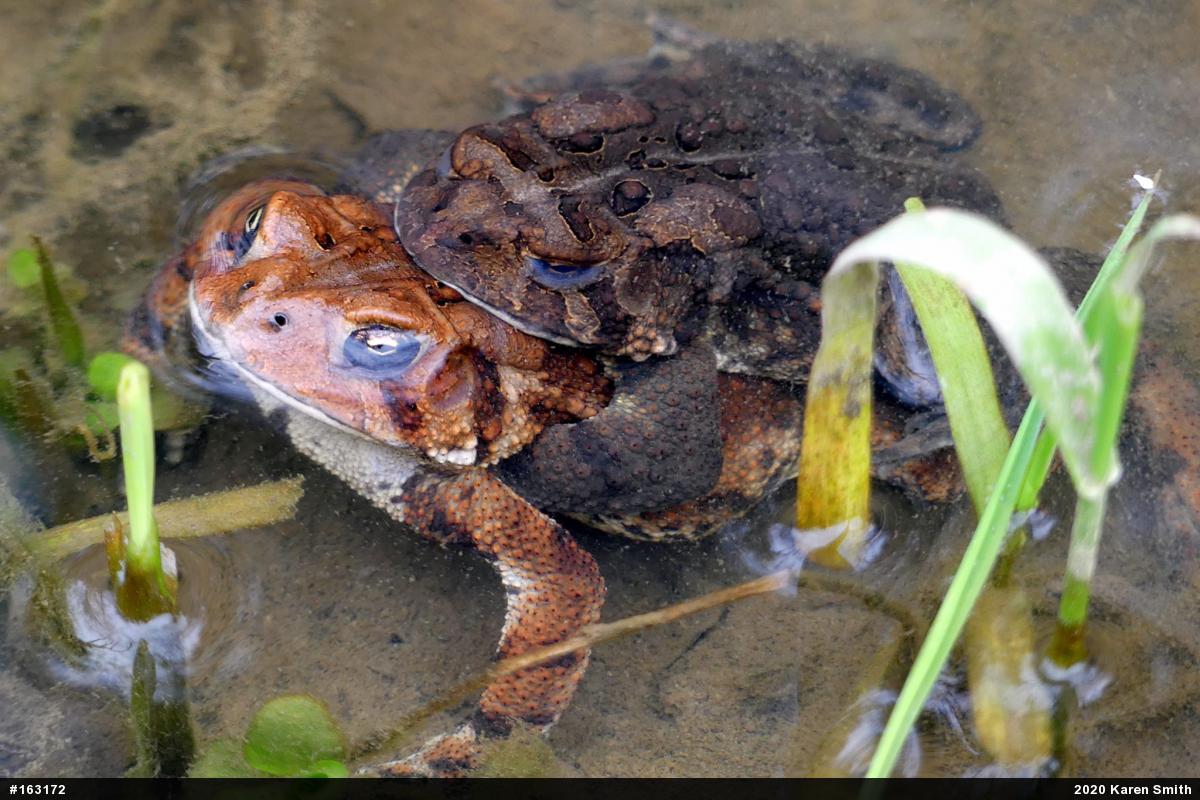 Eastern American Toad