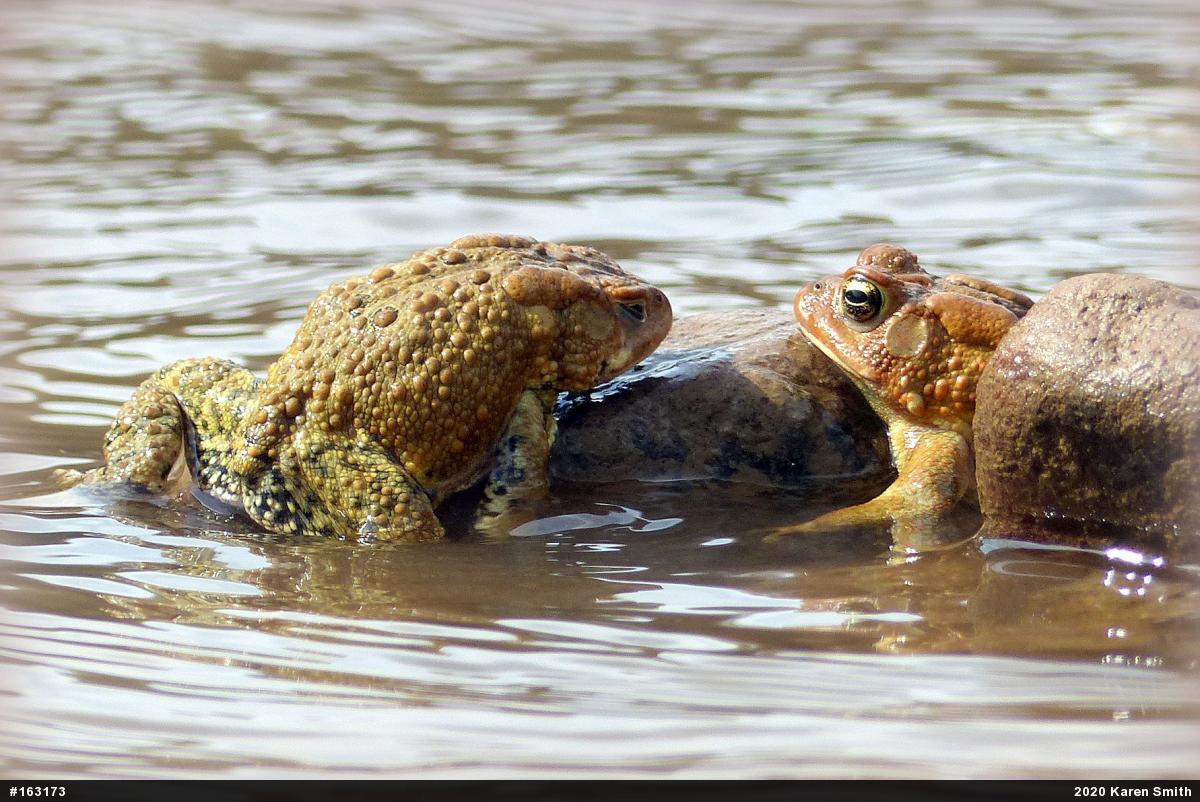 Eastern American Toad