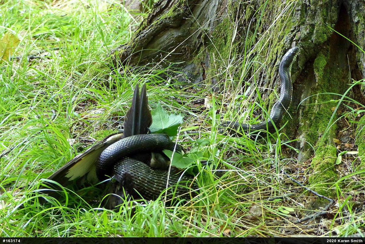 Eastern Ratsnake