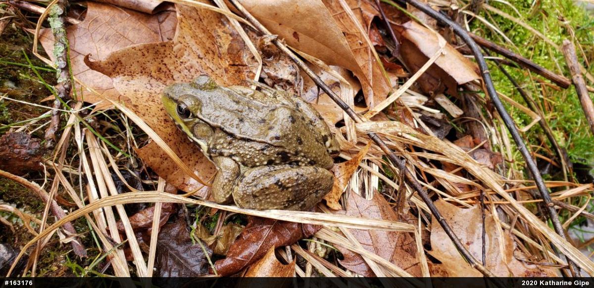 Green Frog