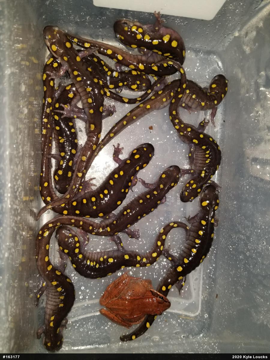 Spotted Salamander
