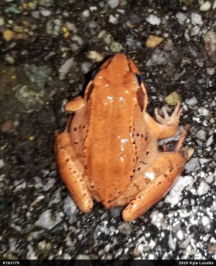 Wood Frog