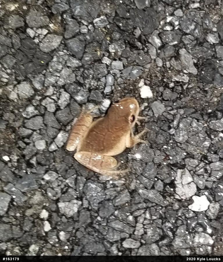 Spring Peeper