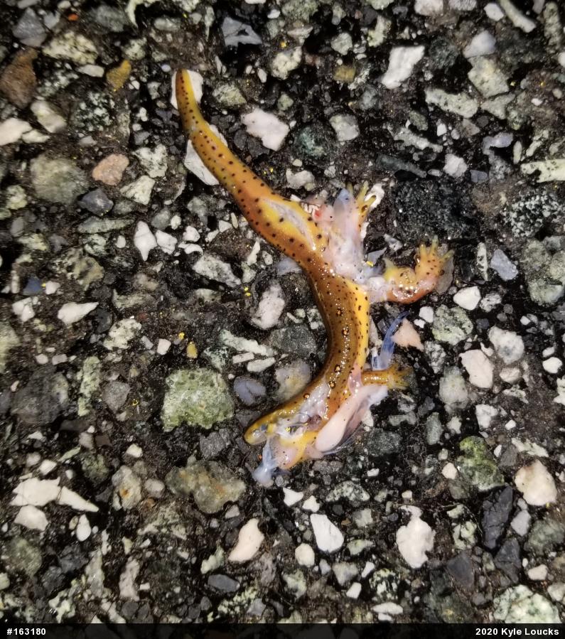 Red-spotted Newt