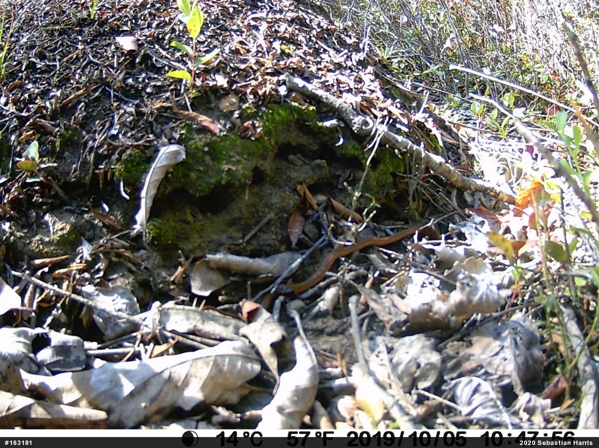 Red-bellied Snake