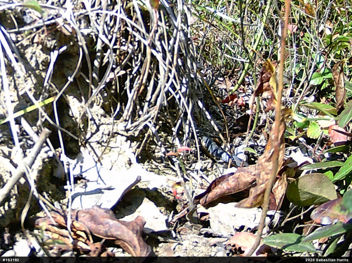 Northern Ring-necked Snake