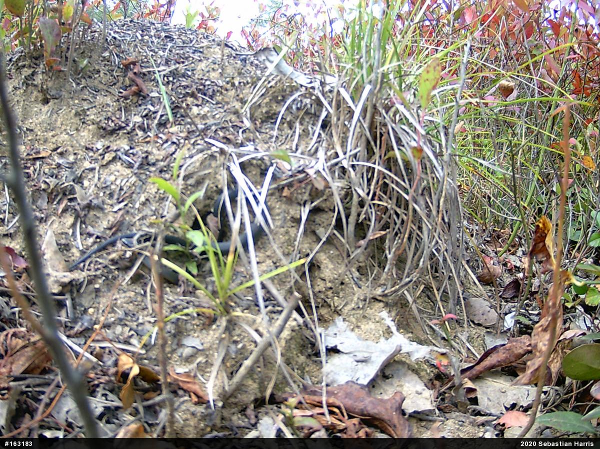 Northern Ring-necked Snake