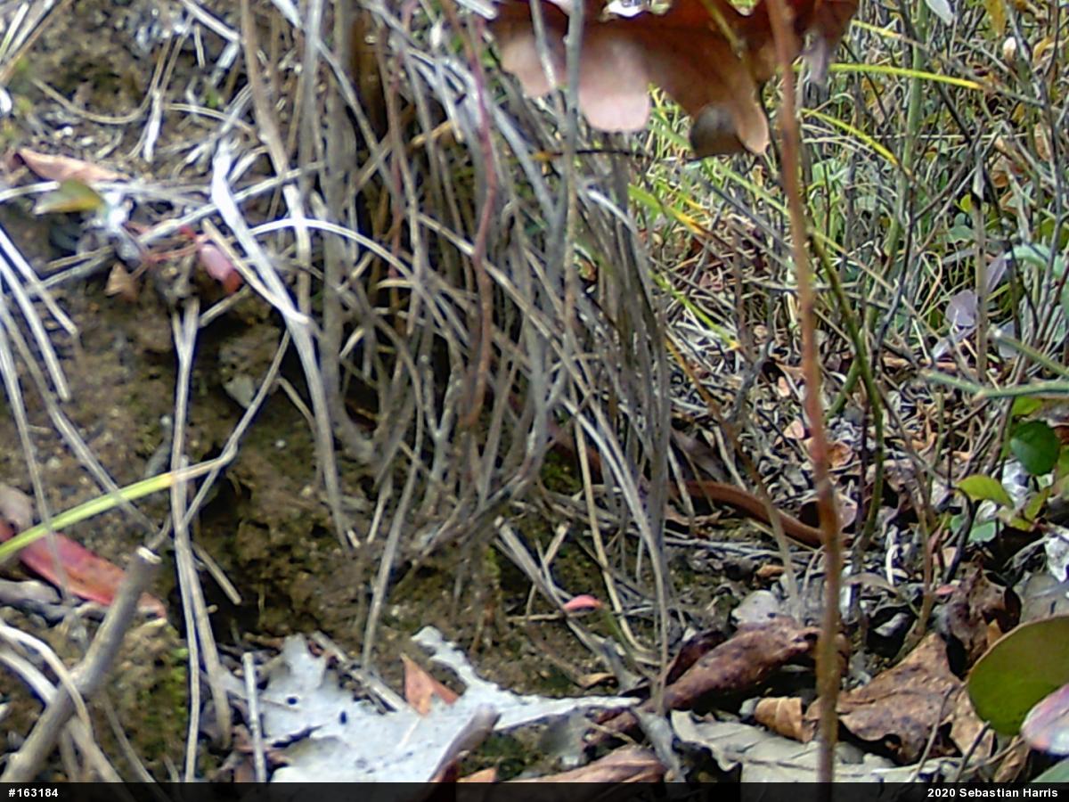 Red-bellied Snake
