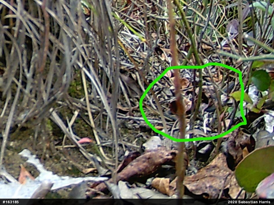 Red-bellied Snake