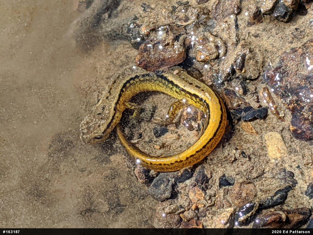 Northern Two-lined Salamander