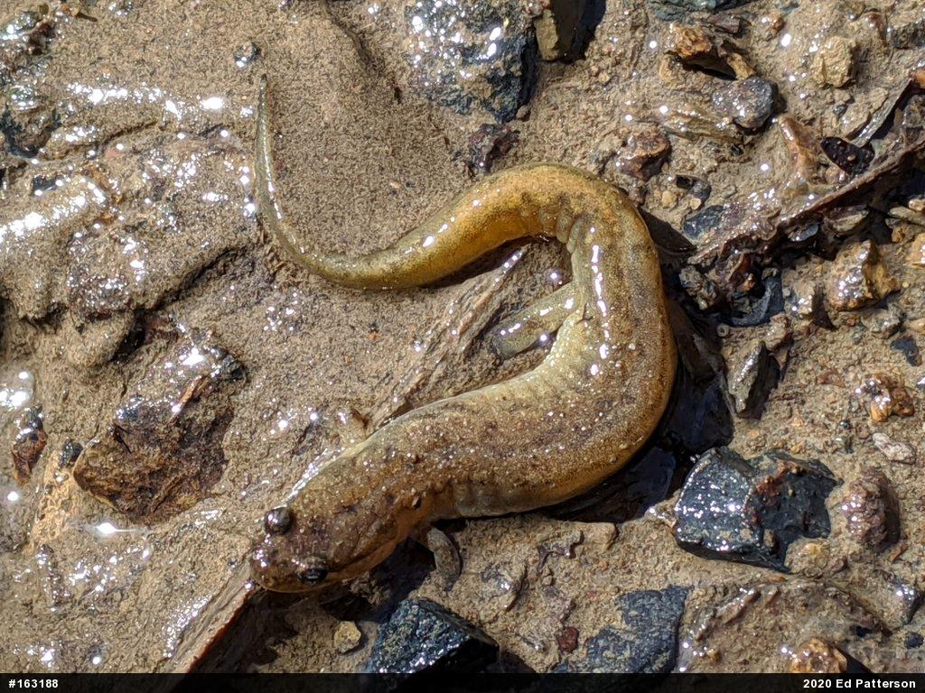 Northern Dusky Salamander