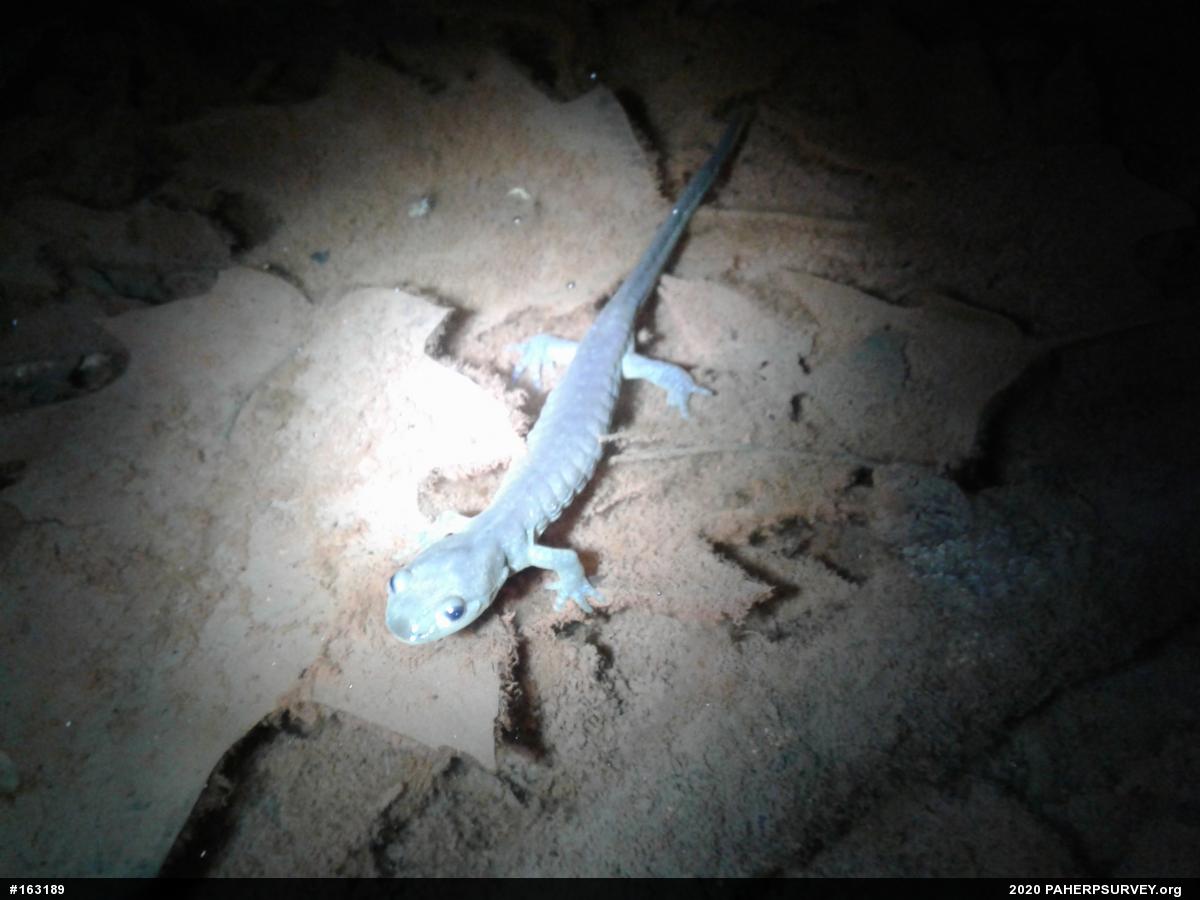 Jefferson Salamander
