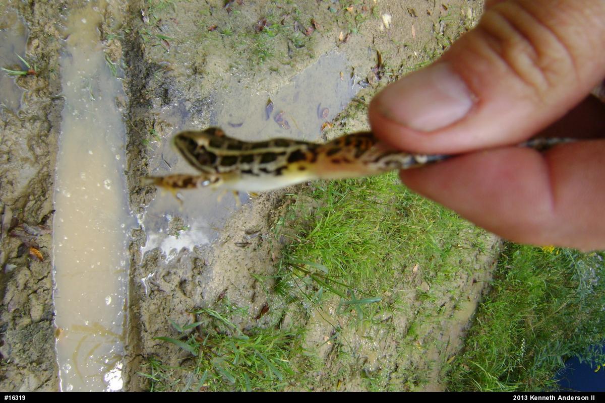 Pickerel Frog