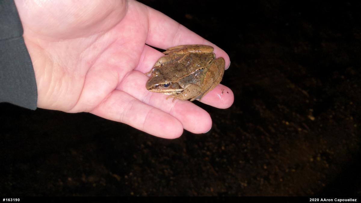Wood Frog