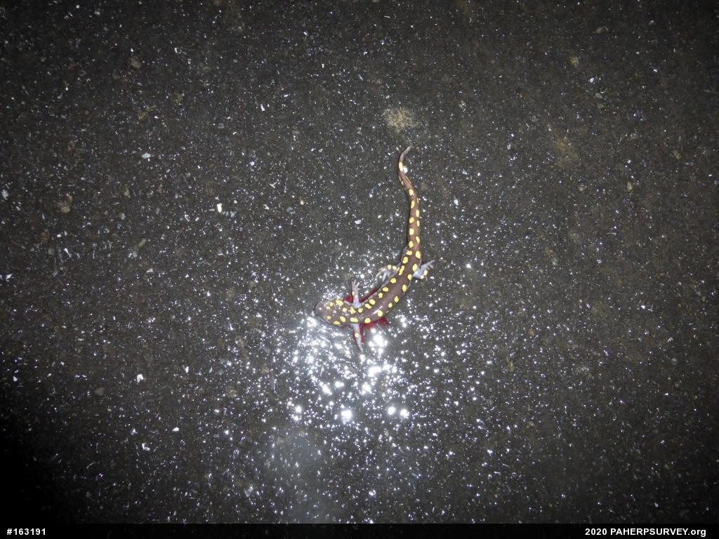 Spotted Salamander