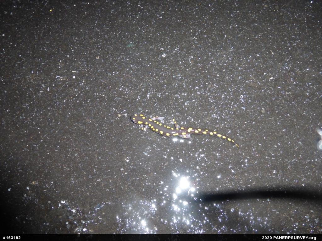 Spotted Salamander
