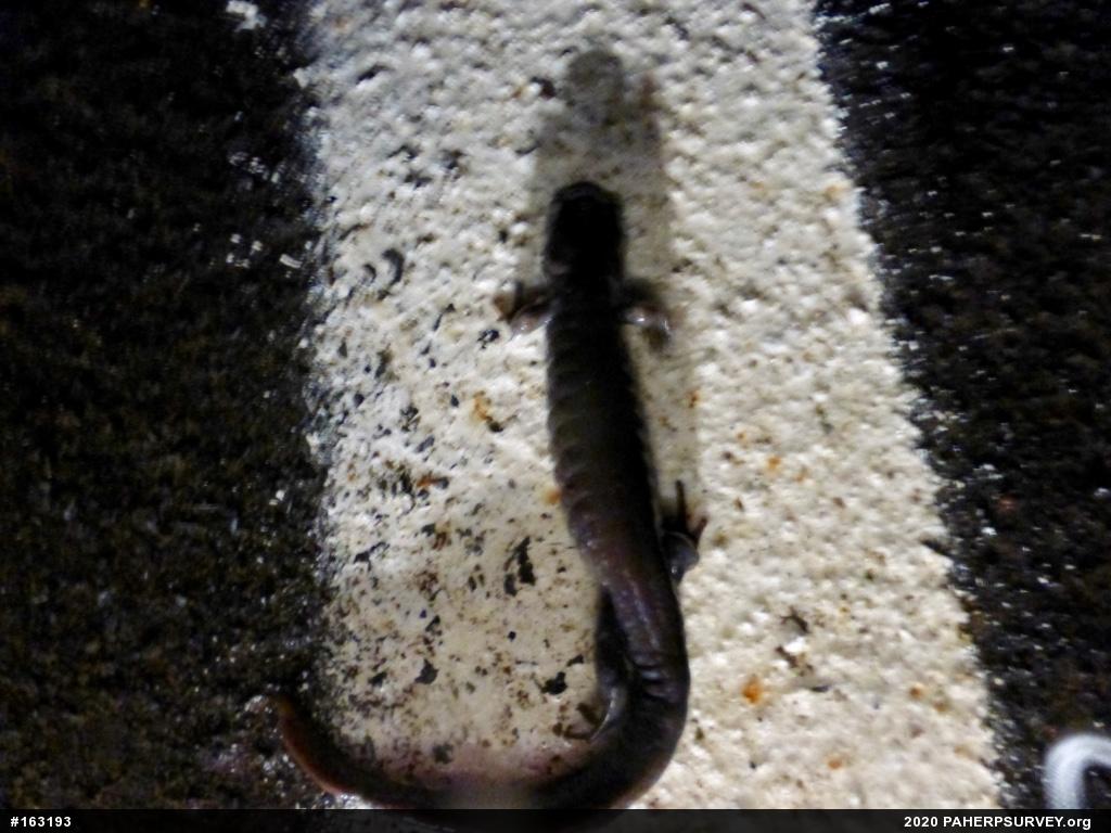 Jefferson Salamander