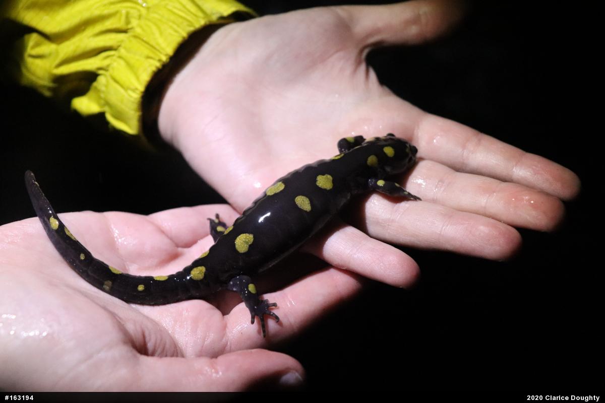 Spotted Salamander