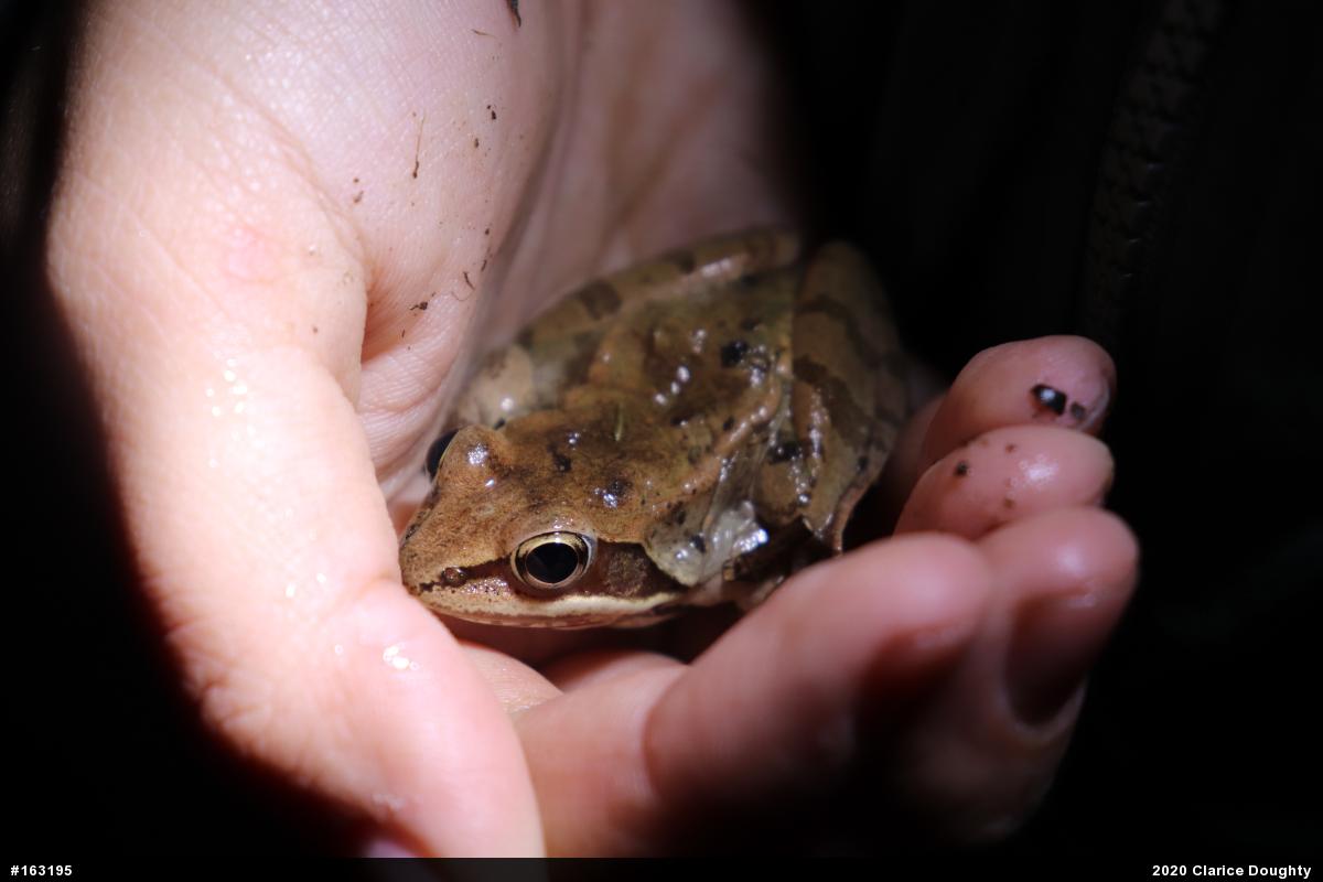 Wood Frog