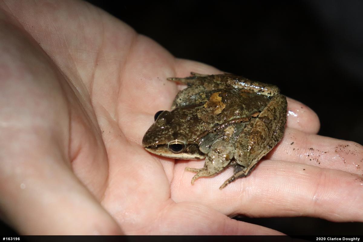 Wood Frog