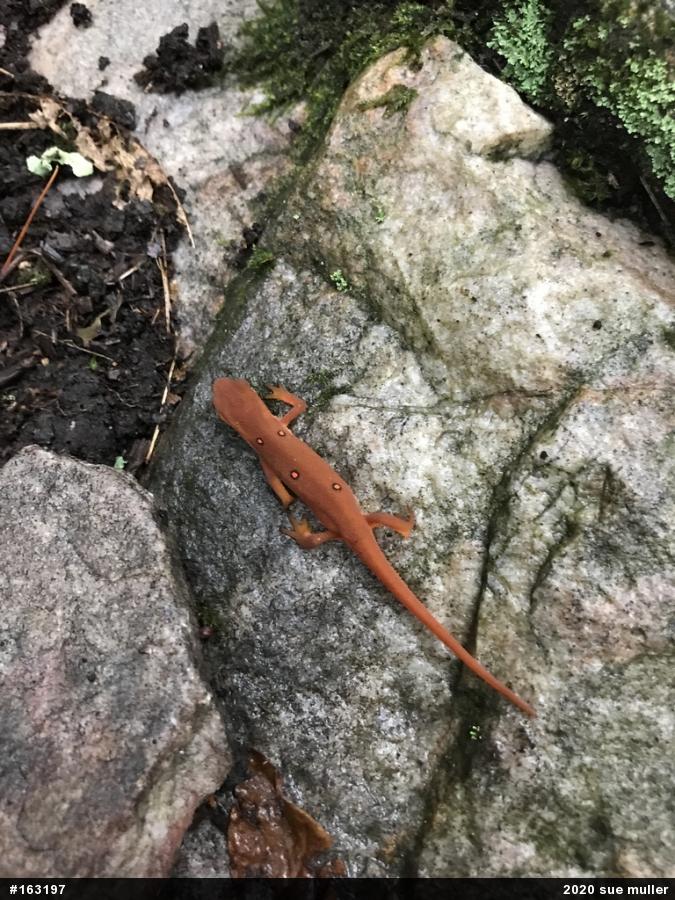 Red-spotted Newt