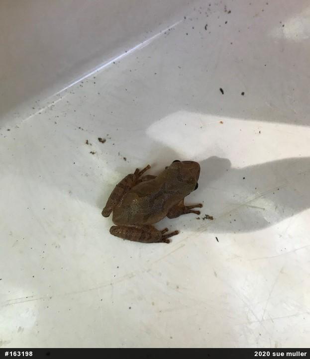 Spring Peeper