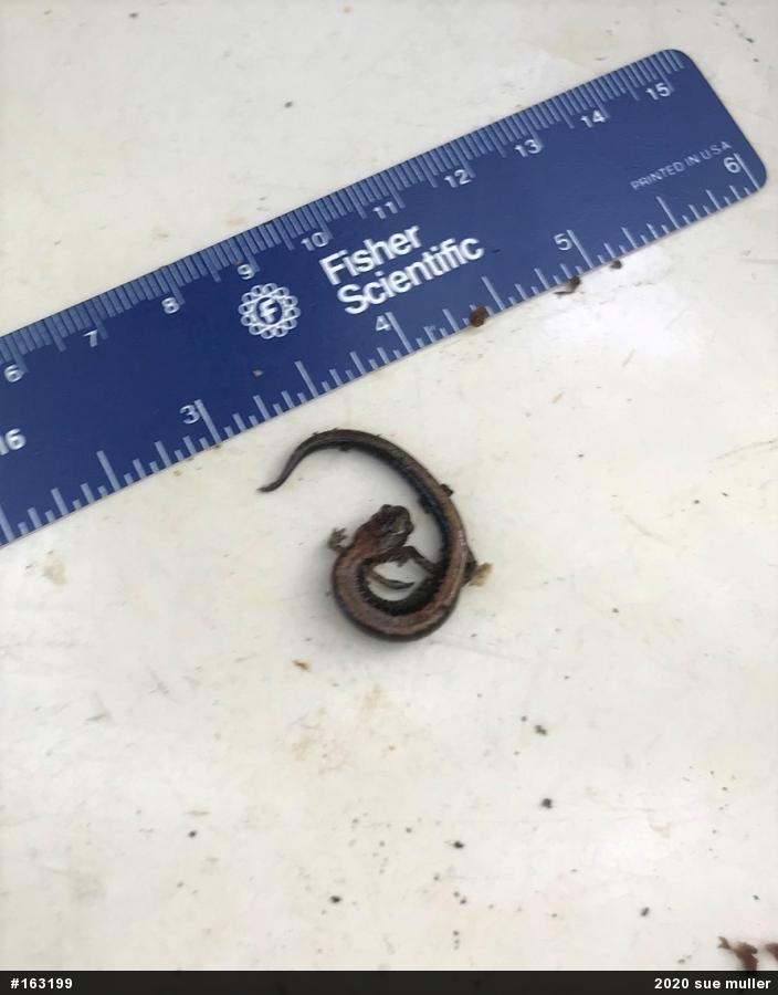 Eastern Red-backed  Salamander