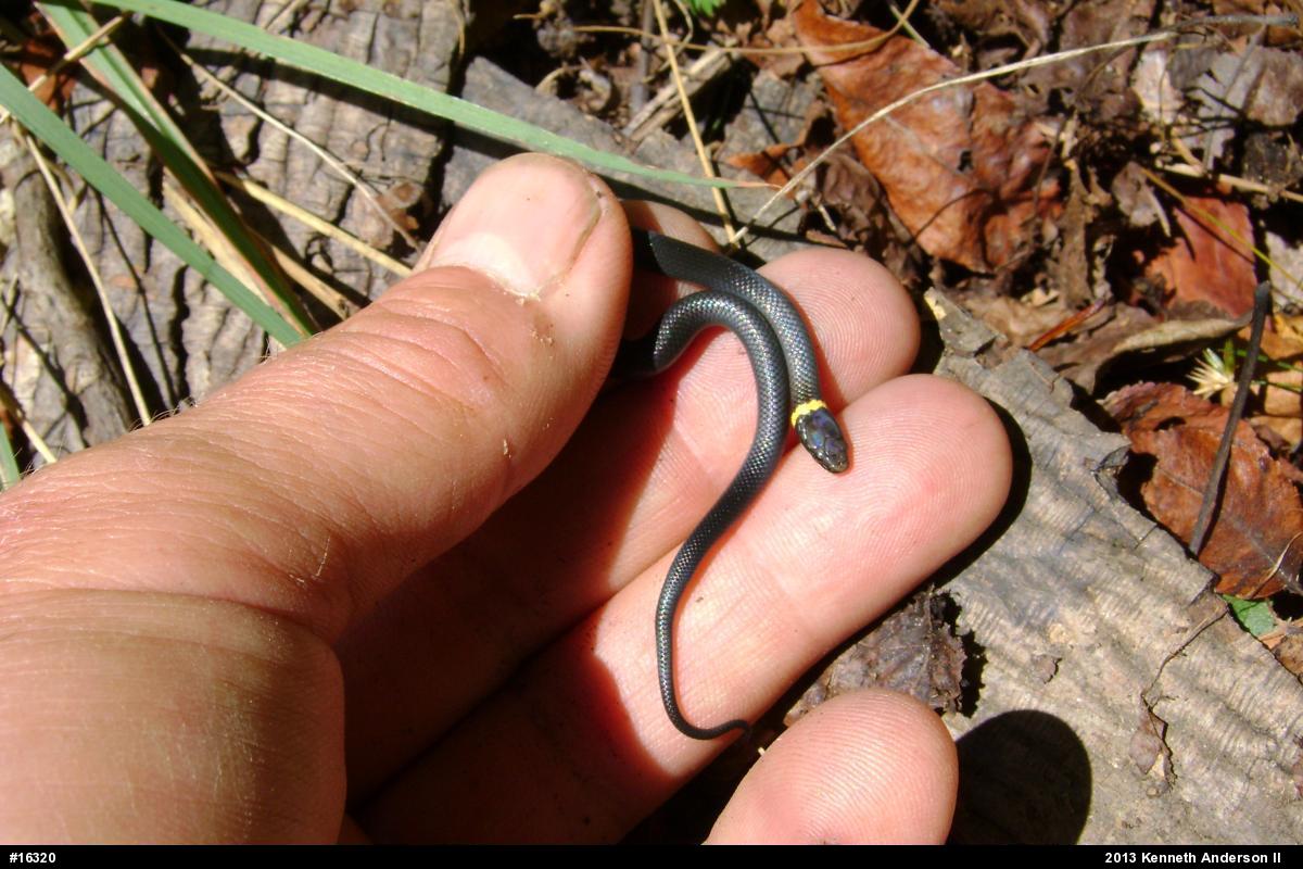 Northern Ring-necked Snake