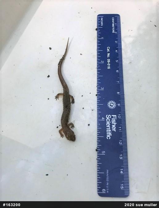 Northern Two-lined Salamander